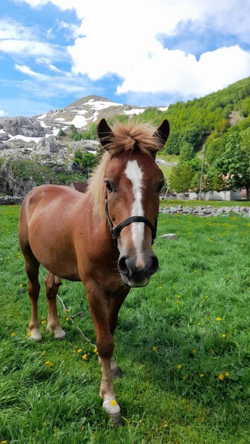 Katun Mokra accommodation&horseback riding Podgorica Exteriör bild